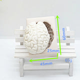 Brain mold