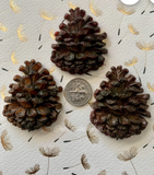 Pine Nut Silicone Mold